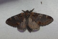 Notodonta dromedarius