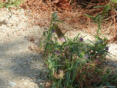 Centaurea calcitrapa