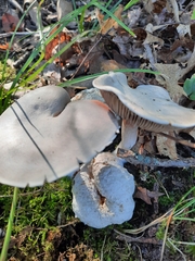 Entoloma abortivum