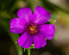 Calandrinia ciliata