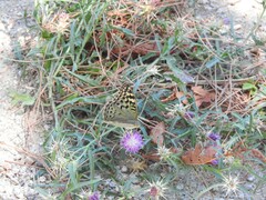 Centaurea calcitrapa