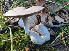 Entoloma abortivum