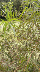 Salix nigra
