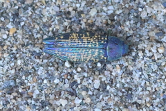 Buprestis confluenta