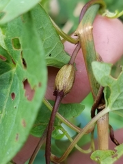 Neolasioptera convolvuli