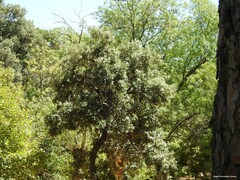 Quercus rotundifolia