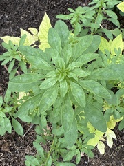 Amaranthus polygonoides