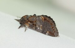 Notodonta dromedarius