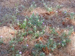 Centaurea calcitrapa