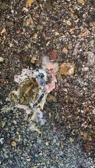 Incilius occidentalis