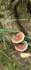 Ganoderma sessile