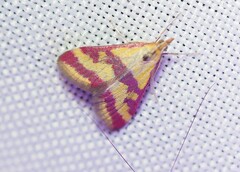 Pyrausta sanguinalis