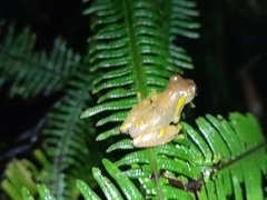 Anura