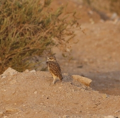 Athene cunicularia hypugaea