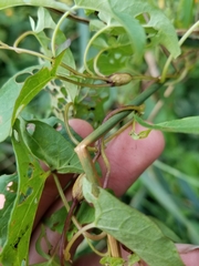 Neolasioptera convolvuli