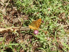 Centaurea calcitrapa