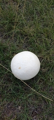 Lycoperdon utriforme