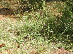 Centaurea calcitrapa