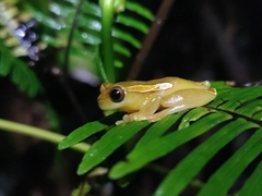 Dendropsophus bifurcus