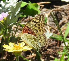 Argynnis pandora
