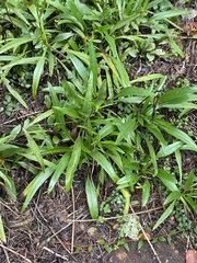Helianthus longifolius