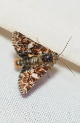 Anarta myrtilli