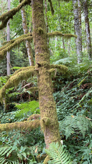 Pseudisothecium stoloniferum