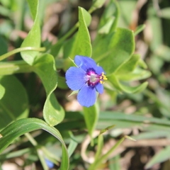 Anagallis