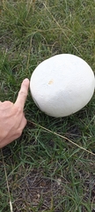 Lycoperdon utriforme