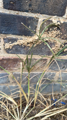 Eleusine indica