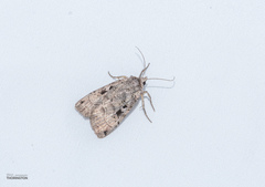 Xestia normanianus