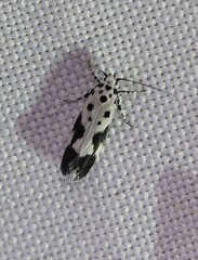 Ethmia quadrillella