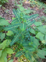 Phyllanthus urinaria