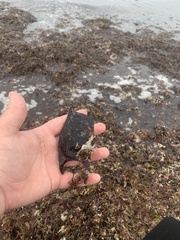 Rostroraja eglanteria