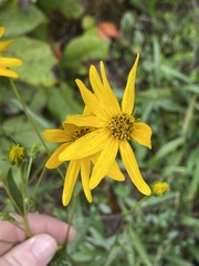 Helianthus longifolius