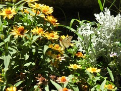 Argynnis pandora
