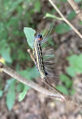 Acronicta radcliffei
