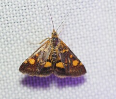 Pyrausta aurata
