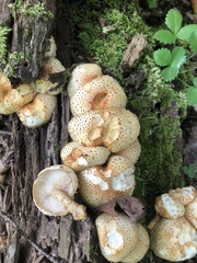 Pholiota