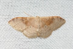 Idaea degeneraria