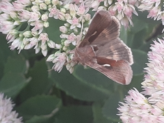 Anagrapha falcifera