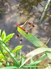 Sympetrum pedemontanum