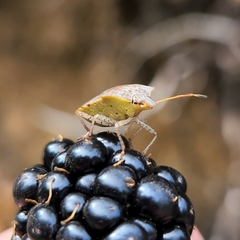 Euschistus conspersus