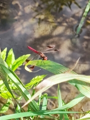 Sympetrum pedemontanum