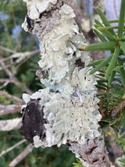 Flavoparmelia caperata