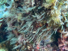 Hydrozoa