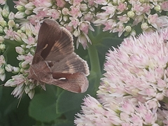 Anagrapha falcifera