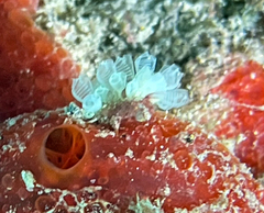 Pycnoclavella
