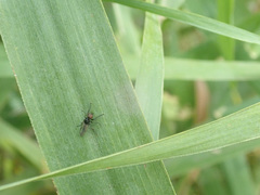 Dilophus febrilis