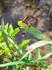 Sympetrum pedemontanum